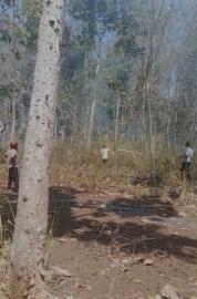 Kebakaran Hutan Terjadi di Perbatasan Gading II dan Gading III